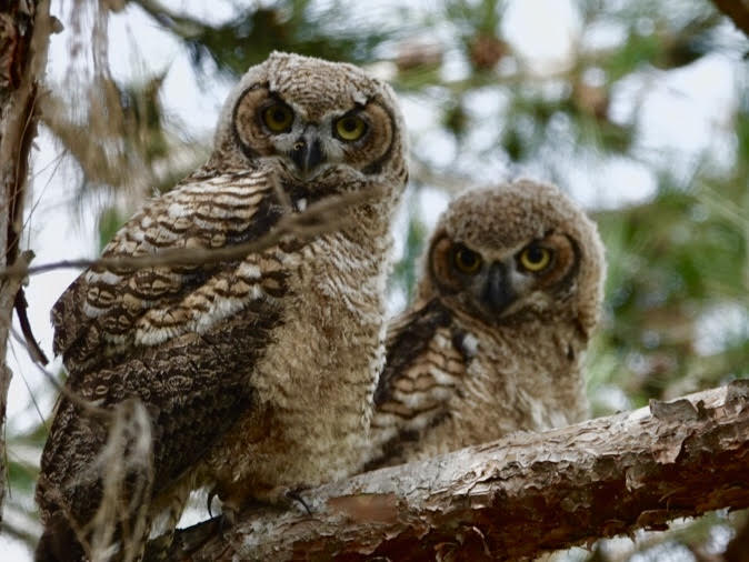 SHELTER-IN-PLACE ORDER REVEALS OWL FAMILY