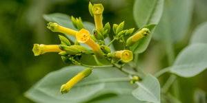 tabacco flower