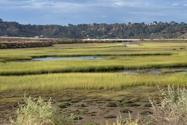 Report tracks wetlands restoration
